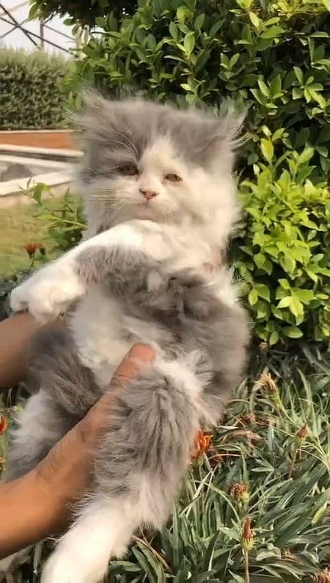 persian kittens | persian cat | fluffy kittens | triple coatted kitten 16