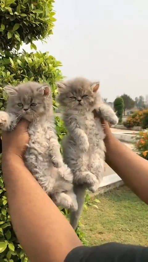 persian kittens | persian cat | fluffy kittens | triple coatted kitten 17