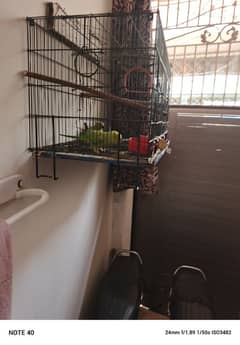 parrot for sale urgent sale