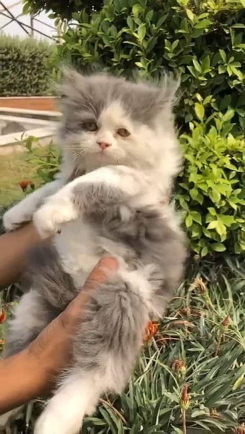 persian kittens | persian cat | fluffy kittens | triple coatted kitten 16