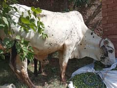 Qurbani bull 2025 live weight RS 550 per kg
