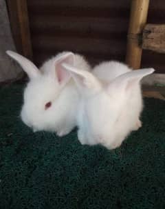 white rabbits red eys