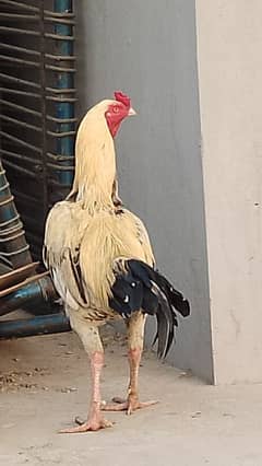 Sindhi