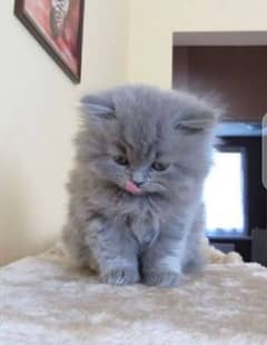 Persian