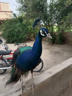peacock