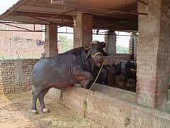 Bull