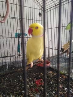 Yellow Ringneck | Parrot | Talking Male | Available For Sale
