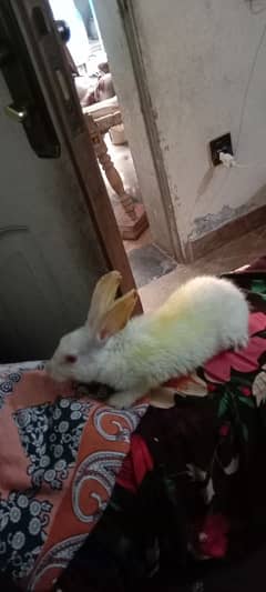 teen rabit kids white Red eye 1000 pr pice 3 hy