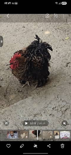 silkie and brazile bantam