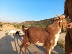 Desi Mountain Bakra - 01