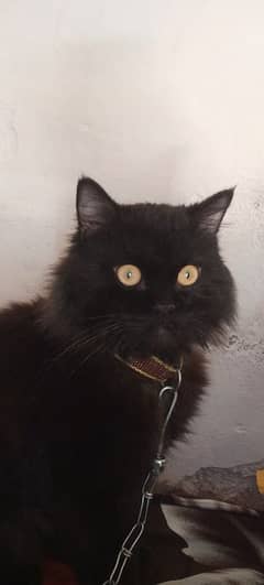 black persion cat for sale
