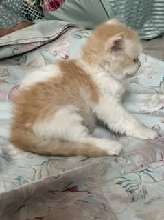 Pure Persian triple coats kittens