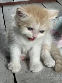 Pure Persian triple coats kittens