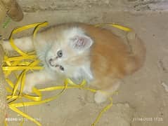Persian cat for sale cat and baby kitten Active full and trained.