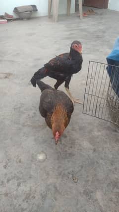 aseel