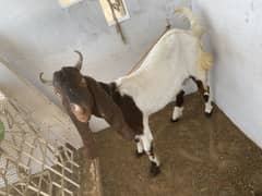 Pure Khassi Bakra for sale