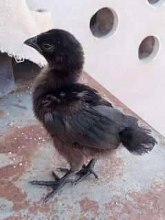 ayam