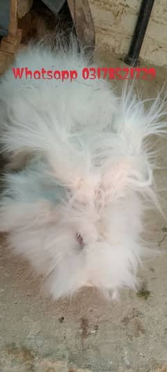 angora rabbit for sale