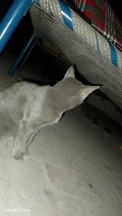ye cat ha mere pas mene sale krni ha jisne Leni ha wo abhi rabta krey