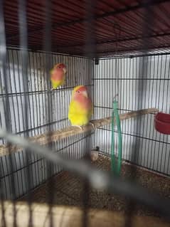 love birds