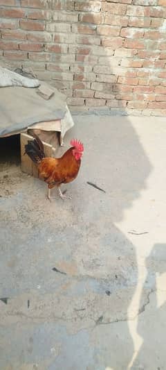 murga + murian 03001817225