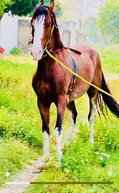 Nezabaaz Desi Horse for Sale