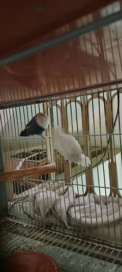 Blue 2 Ino breeder pairs For sale