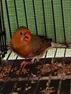 1 folding cage zarar 4 portion front box option. size 1.5 b5