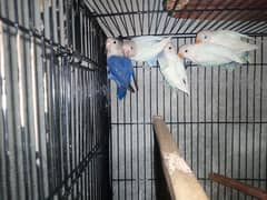 Lovebirds and budgies for Sale in Shaheen Town