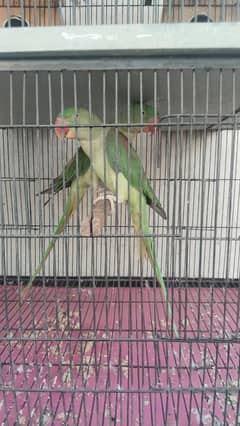 ceag