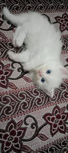 Persian