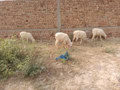 Dumba Sheep