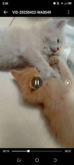 kitan sale
