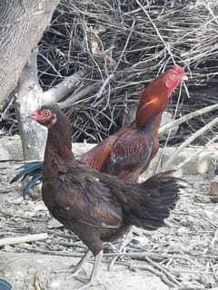 Eggs available ha home breed high quality