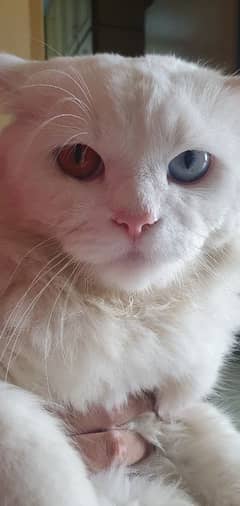 American Persian  all injection okay
