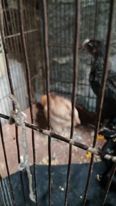 3 dasi  chozy for sale