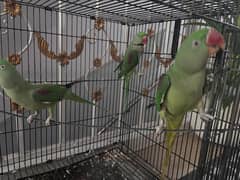 Raw parrots