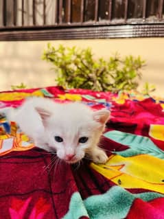 PERSIAN KITTEN TRIPLE COATED BLUE EYES