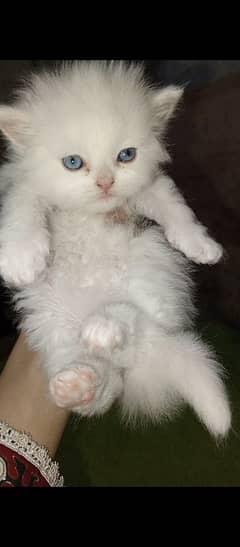 white female with blue eyes kitten