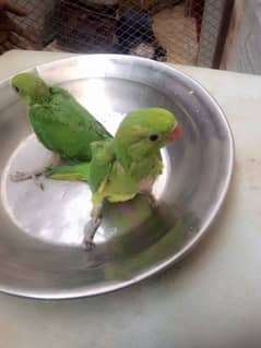 Ringneck Baby 1 Month