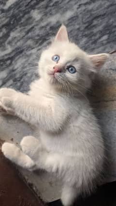 beautiful