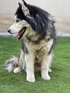 Siberian