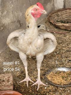 aseel