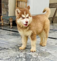 Siberian