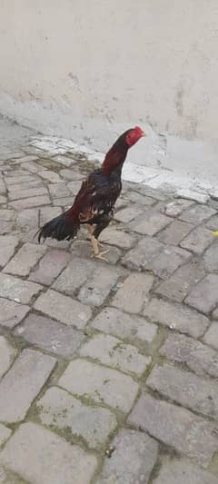 selling for aseel murga