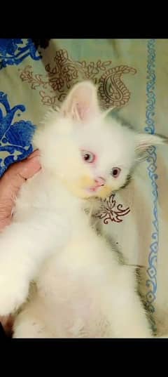 Persian
