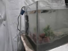 Fish aquarium