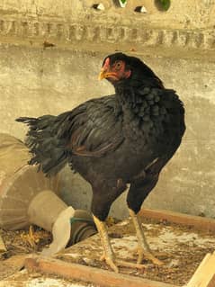 Sale aseel hen