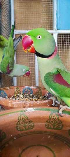 Raw Parrot breeding Pair Setup with huge cage for sale
