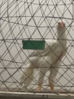 parrot